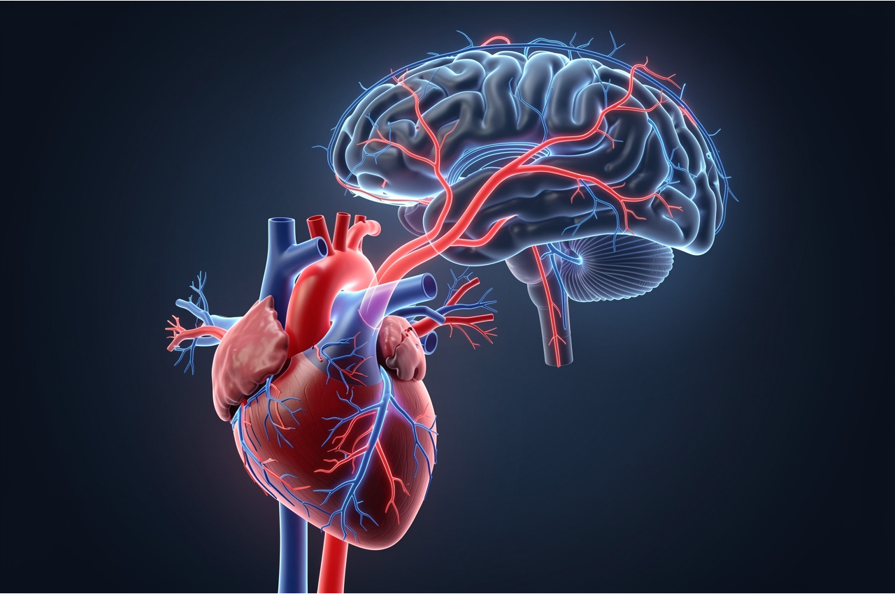 Medical illustration showing the anatomical connection between heart and brain with glowing neural and vascular pathways