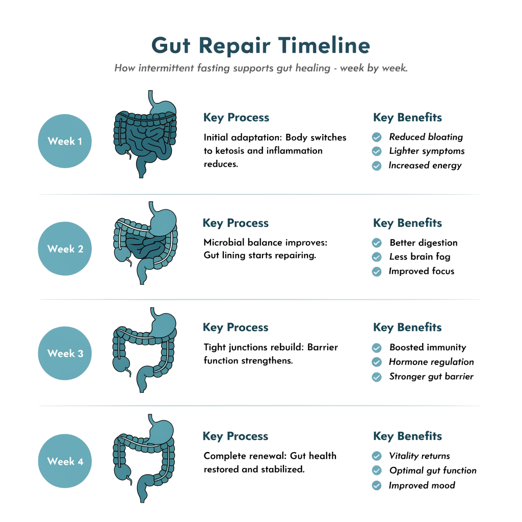 Timeline infographic showing week-by-week gut repair phases during intermittent fasting from adaptation to full repair