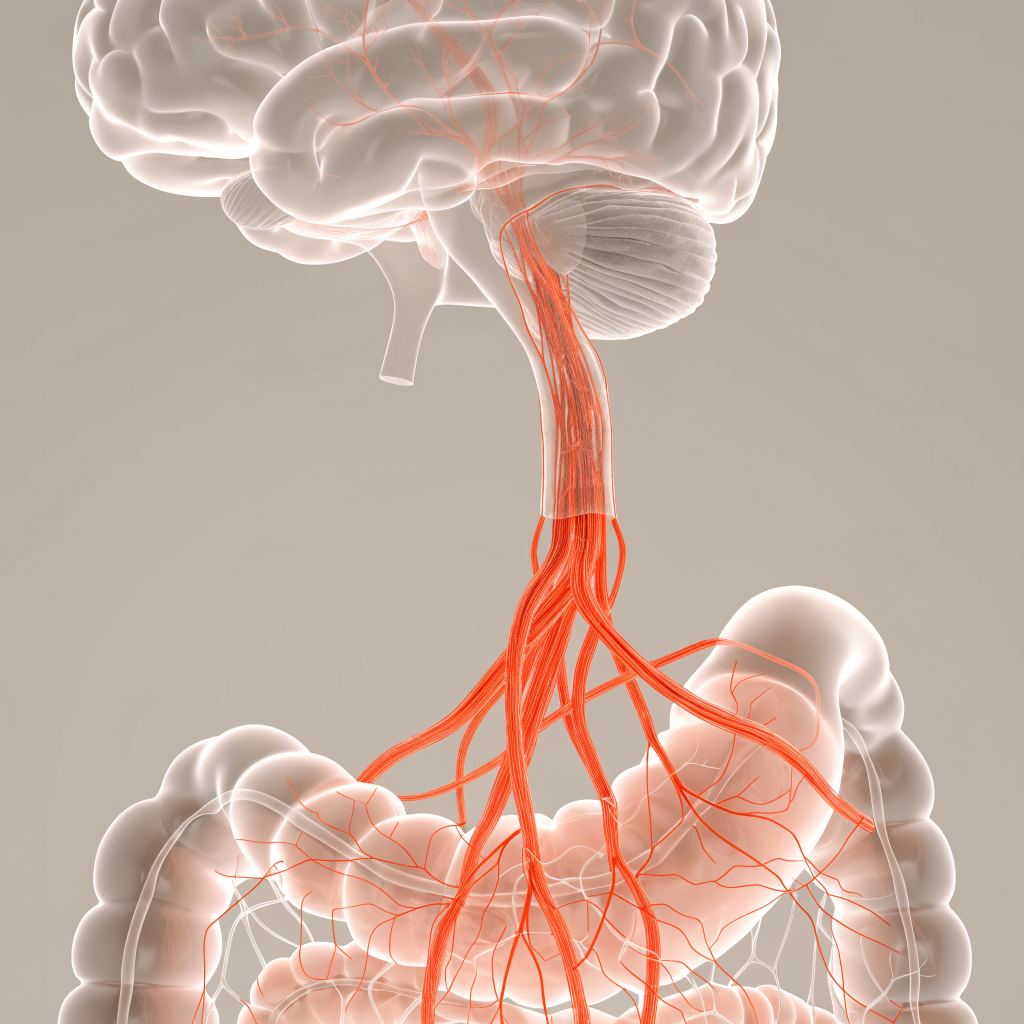 Illustration of the vagus nerve carrying signals between the gut and the brain, one of the four routes gut bacteria use to influence mental clarity.